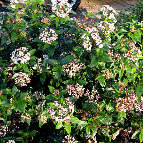 Big Photo of Viburnum Tinus