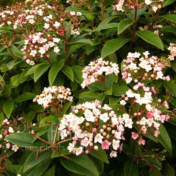 Big Photo of Viburnum Tinus