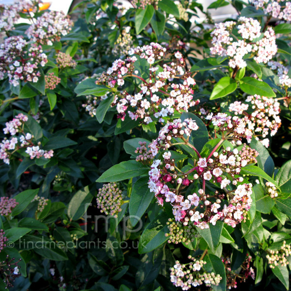 Big Photo of Viburnum Tinus