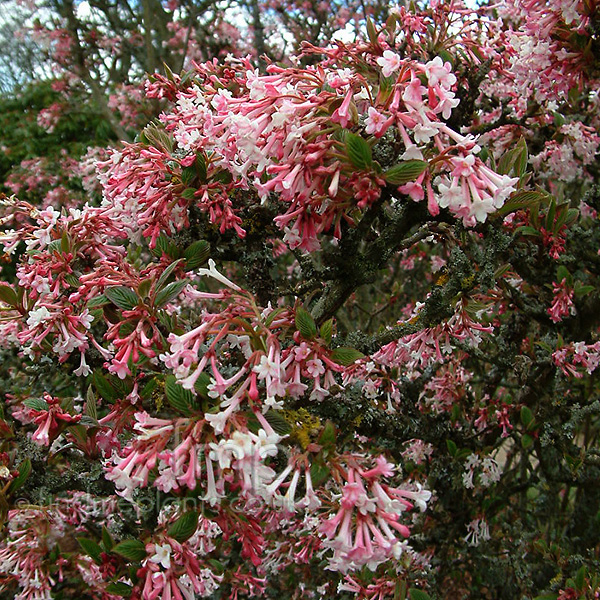 Big Photo of Viburnum Grandiflorum