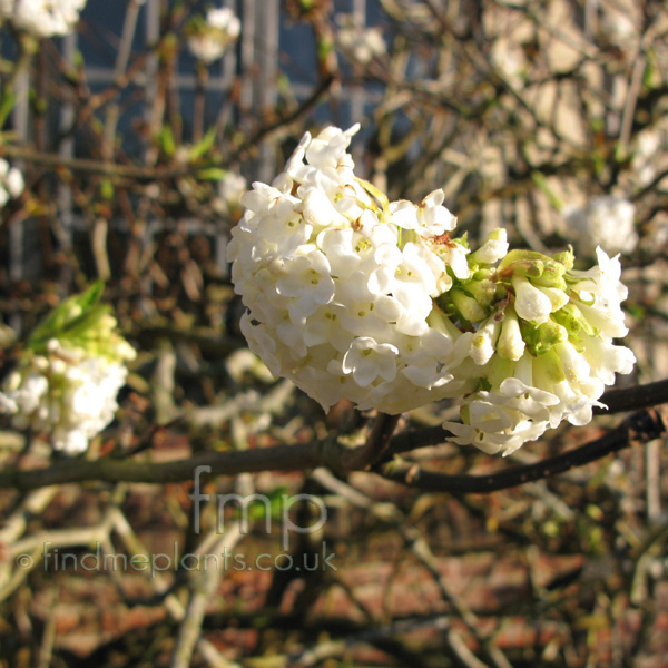 Big Photo of Viburnum Grandiflorum