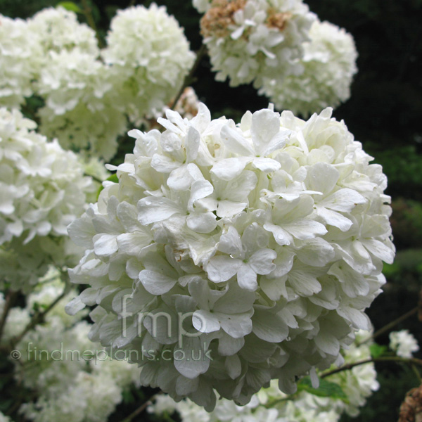 Big Photo of Viburnum Macrocephalum, Flower Close-up