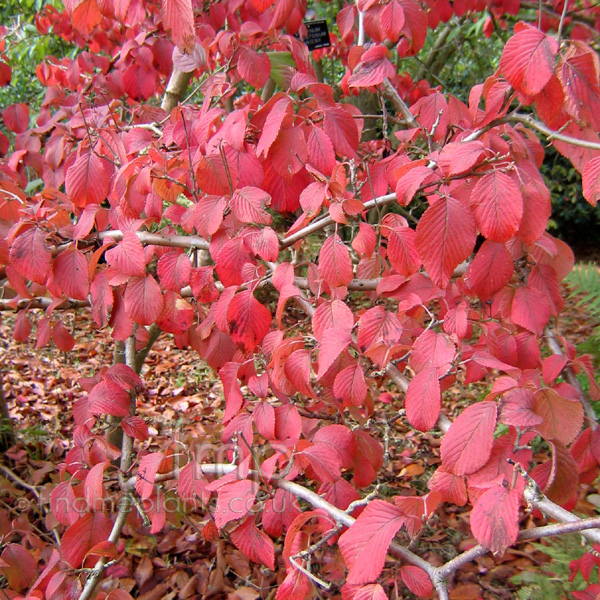 Big Photo of Viburnum Plicatum