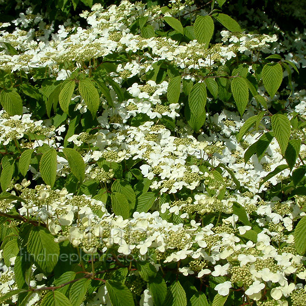 Big Photo of Viburnum Plicatum