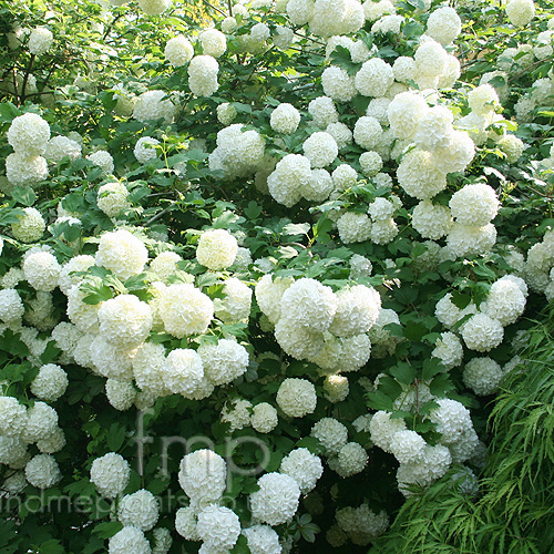 Big Photo of Viburnum Opulus