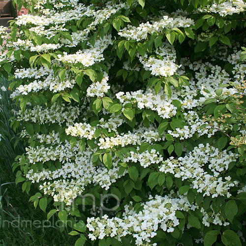 Big Photo of Viburnum Plicatum