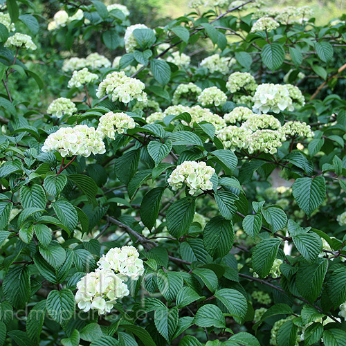 Big Photo of Viburnum Plicatum