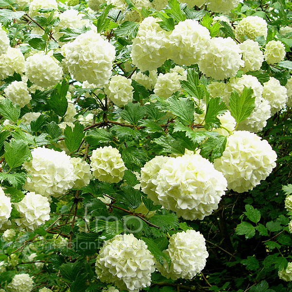 Big Photo of Viburnum Opulus