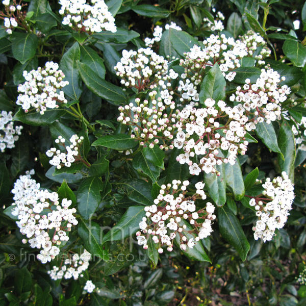 Big Photo of Viburnum Tinus