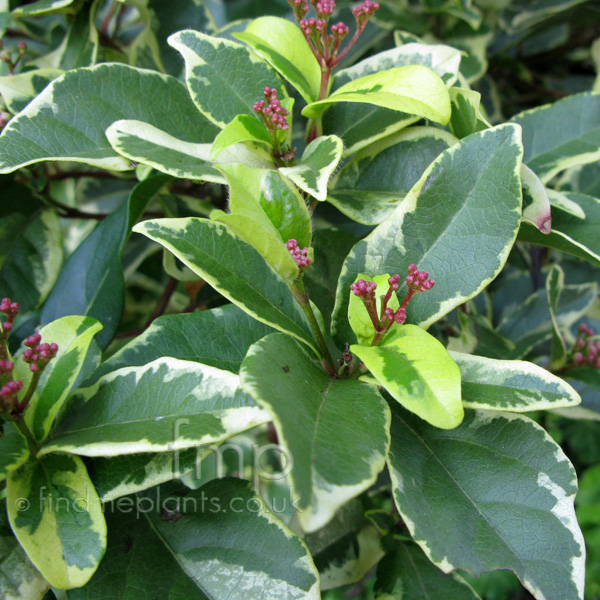 Big Photo of Viburnum Tinus