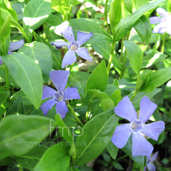 Big Photo of Vinca Minor