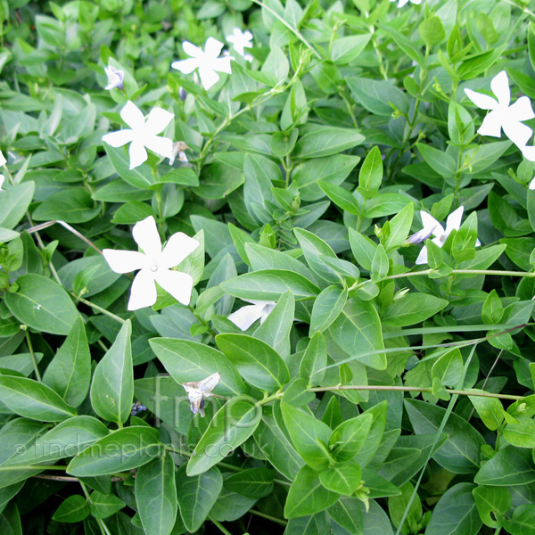 Big Photo of Vinca Defformis