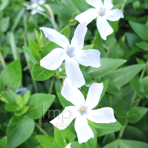 Big Photo of Vinca Defformis, Flower Close-up