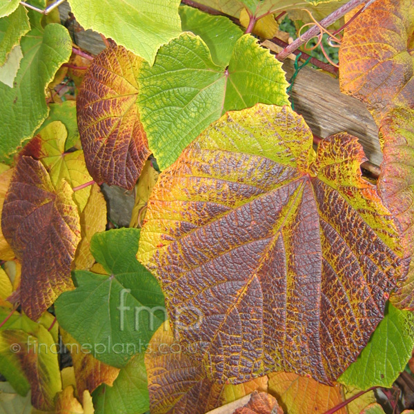 Big Photo of Vitis Coignetiae