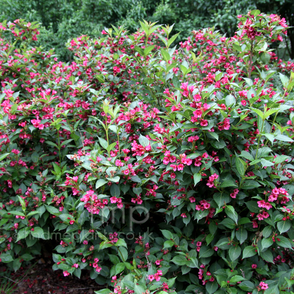 Big Photo of Weigela 