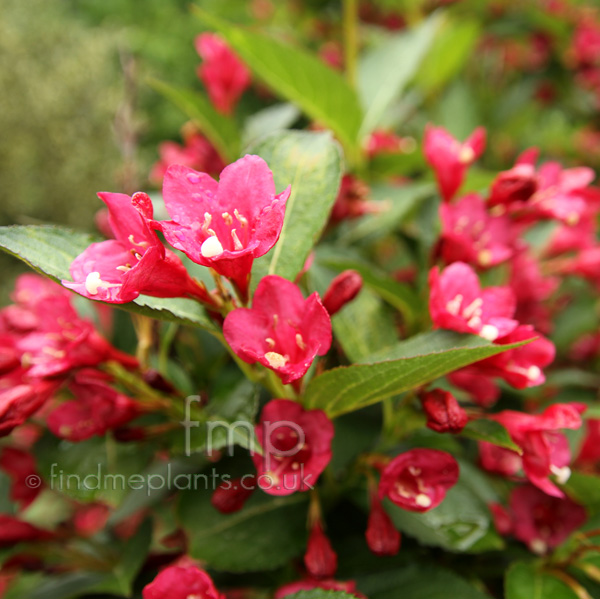 Big Photo of Weigela , Flower Close-up