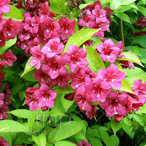 Big Photo of Weigela Rubicor