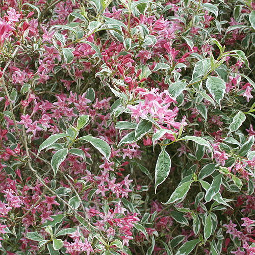 Big Photo of Weigela Praecox