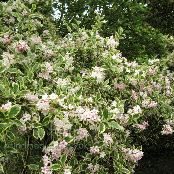 Big Photo of Weigela Florida