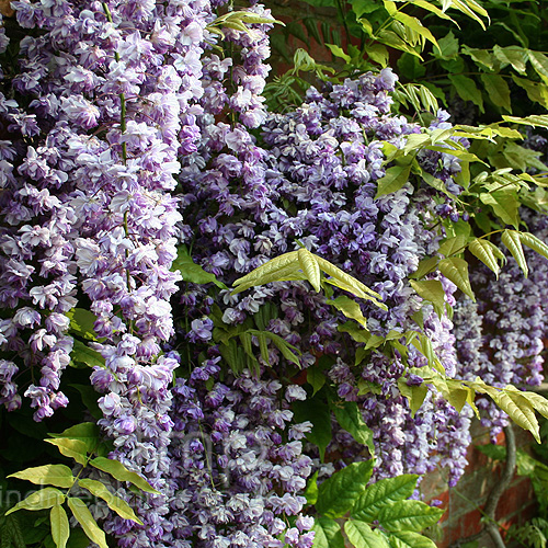 Big Photo of Wisteria Floribunda