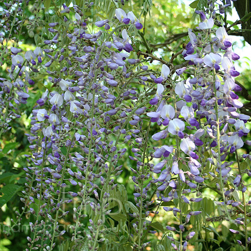 Big Photo of Wisteria Floribunda