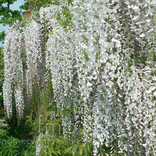 Big Photo of Wisteria Floribunda