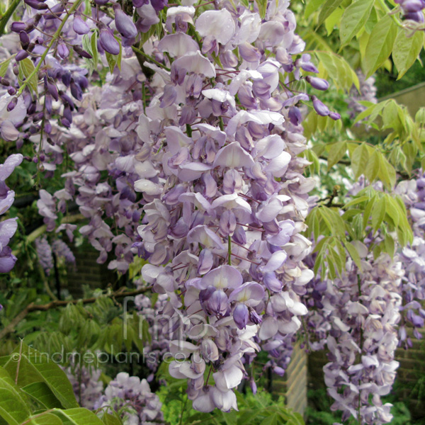 Big Photo of Wisteria Sinensis, Flower Close-up