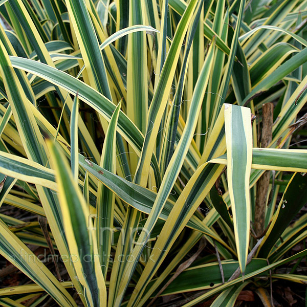 Big Photo of Yucca Filamentosa