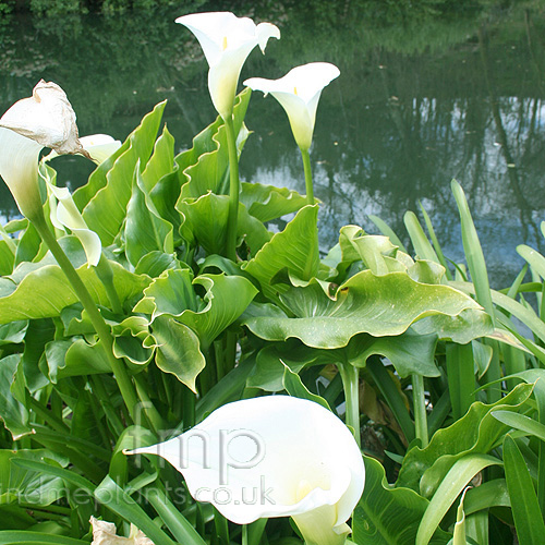 Big Photo of Zantedeschia Aethiopica